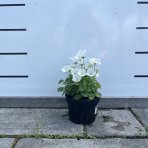 Zvonček (Campanula carpatica) ´AVIDA WHITE´, výška 10-15 cm - kont. C1,5L